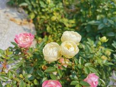 -香蜜公园