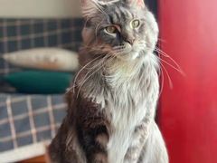 -十年猫舍·猫咪专门店(普陀店)