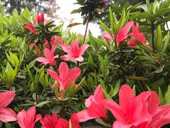 -铁山坪森林公园