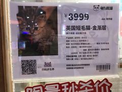 -龟与熊猫宠物公园(南坪店)