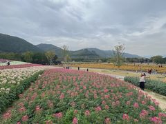-径山花海