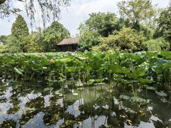 -西溪国家湿地公园