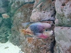 -江和美海洋公园