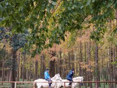 -上海共青森林公园