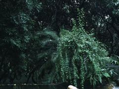 -黄埔荔枝公园