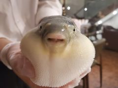 -肆月河豚·新淮扬(金融街店)