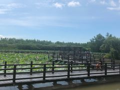 -大湾区中央湿地公园
