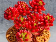 -亮马河饭店翠雅咖啡厅