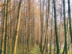 -桤木河湿地公园