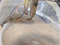 -DGE季风钓虾营地·团建·聚会