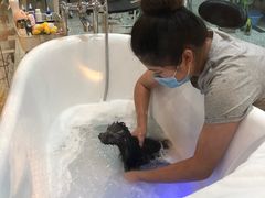 -momokira米努特·德文卷毛猫·棉花面纱犬