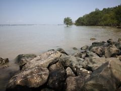 -宝安西湾红树林湿地公园