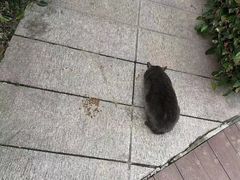 -上海虹桥迎宾馆