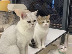 -怪兽屋·羊驼·猫咖·狗咖(俊华广场店)