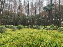 -黄兴公园