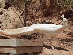 -青藏高原野生动物园