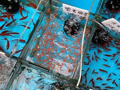 -清平路水族市场