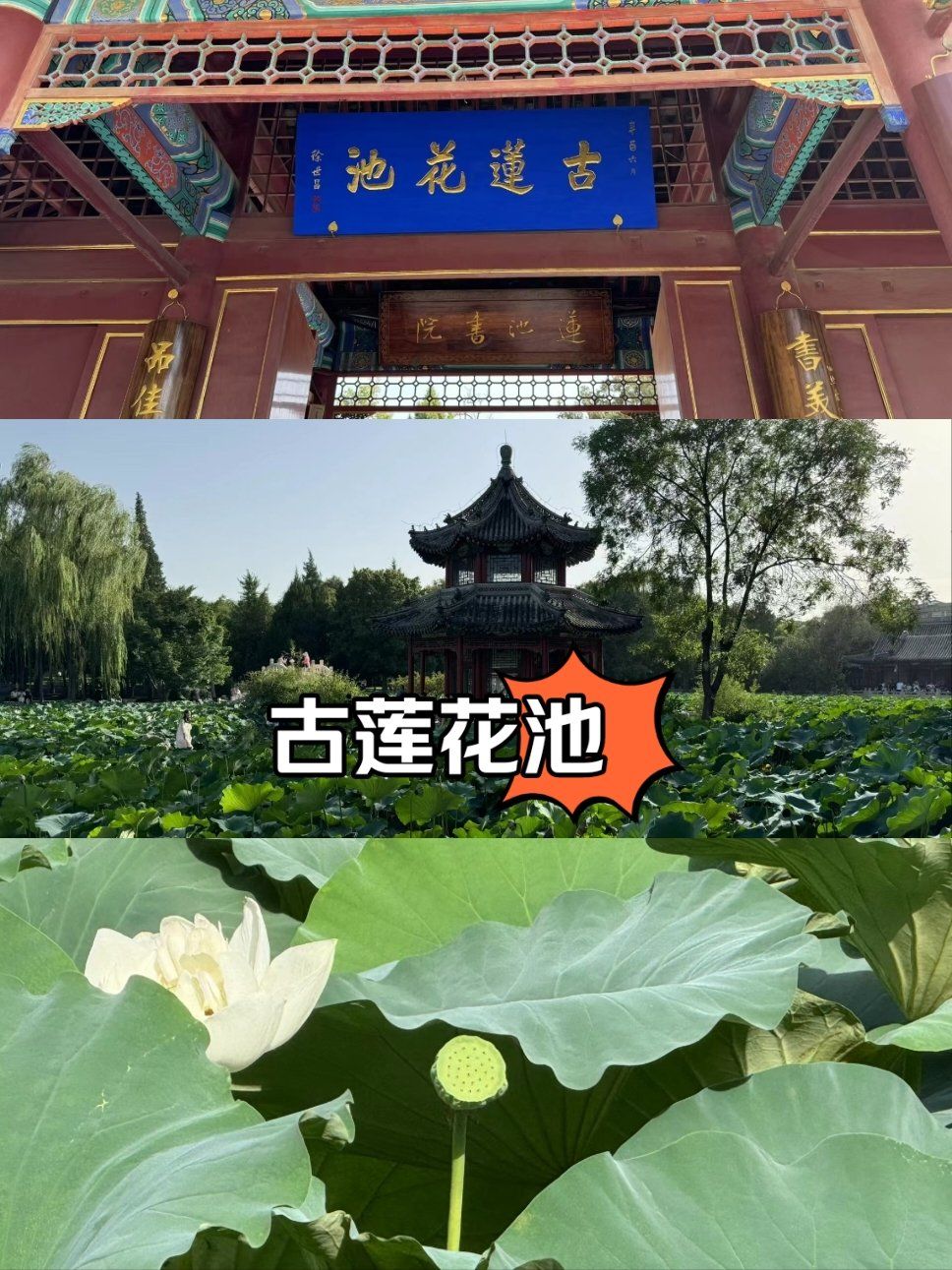 保定旅游3️⃣古莲花池的绝美❗