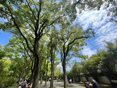 -上海醉白池公园