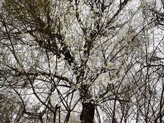 -桃花堤公园