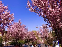 -天津五大道文化旅游区