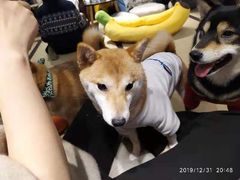 -逗柴咖啡屋·狗咖猫咖宠物桌游