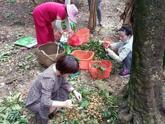 -从化深英荔枝黄皮龙眼采摘园