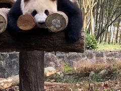 -都江堰中华大熊猫苑