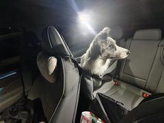 -翊宠yipet猫狗购宠庄园犬舍•猫舍