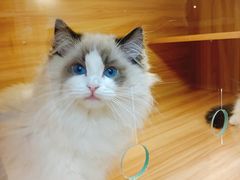 -猫十亿·布偶金渐层·曼基康矮脚猫舍(青年路店)