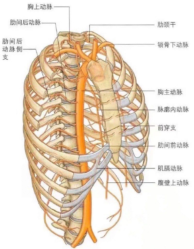 n
脊柱缓冲能力下降
肋骨外翻,膈肌功能改变
肩胛骨中间凹陷