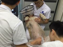 -中农大我爱我爱24h动物医院·中医针灸·猫专科·骨科医疗中心(双井店)