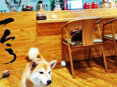 -柴务处·柴犬主题狗咖