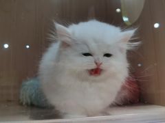 -爪爪喵星球·猫舍(卓悦中心店)