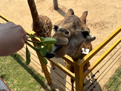 -西霞口神雕山野生动物世界