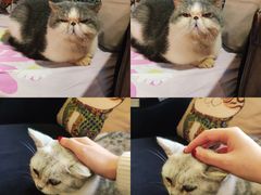 -more than meow吴止猫主题餐厅(承德 中船汇店)