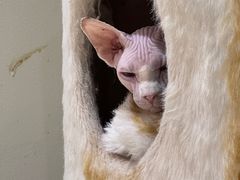 -藏猫猫咖啡主题馆(中央大道店)