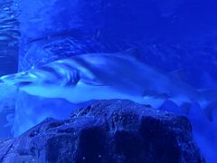 -上海海洋水族馆