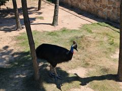 -西霞口神雕山野生动物世界