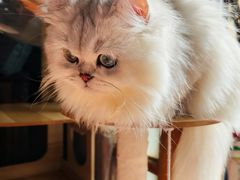 -欣宠猫屋·矮脚拿破仑·蓝金金渐层