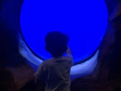 -芜湖新华联大白鲸海洋公园