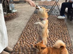 -柴犬高等学院·狗咖·柴犬售卖·宠物训练