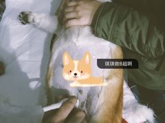 -顺强宠物诊所·狂犬免疫·夜诊·骨科(嘉定店)