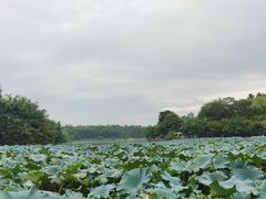 -巴山·烤全羊(高新总店)