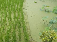 -洪湖家庭农场·团建·露营·会议