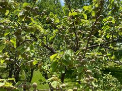 -万柳高尔夫俱乐部