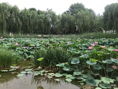 -丰台科技园生态主题公园
