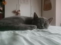 -瑞鹏宠物医院·骨科·猫科·内科(第一中心)
