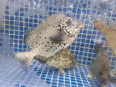 -明记海鲜大排档(巽寮湾店)