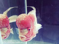 -保定市花鸟鱼虫市场